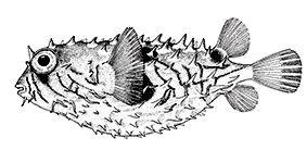 Chilomycterus spinosus_claves.jpg